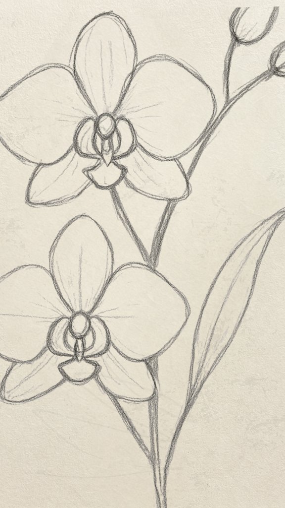 Simple orchid flower drawing in pencil